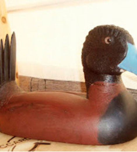 Pato Zambullidor
